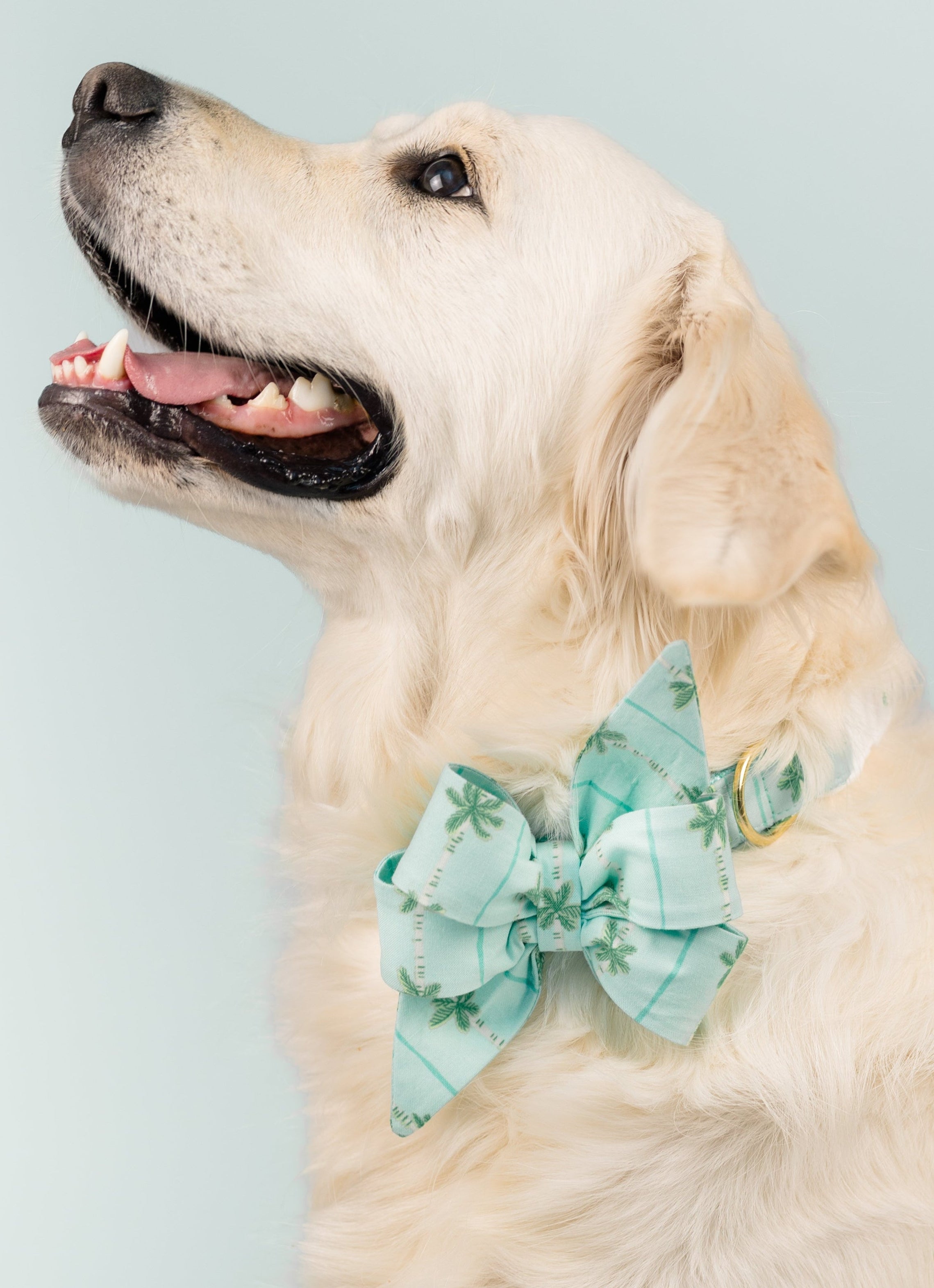 Side profile of a fluffy cream-colored dog smiling while wearing a tropical seafoam green bow tie, set against a soft blue backdrop.