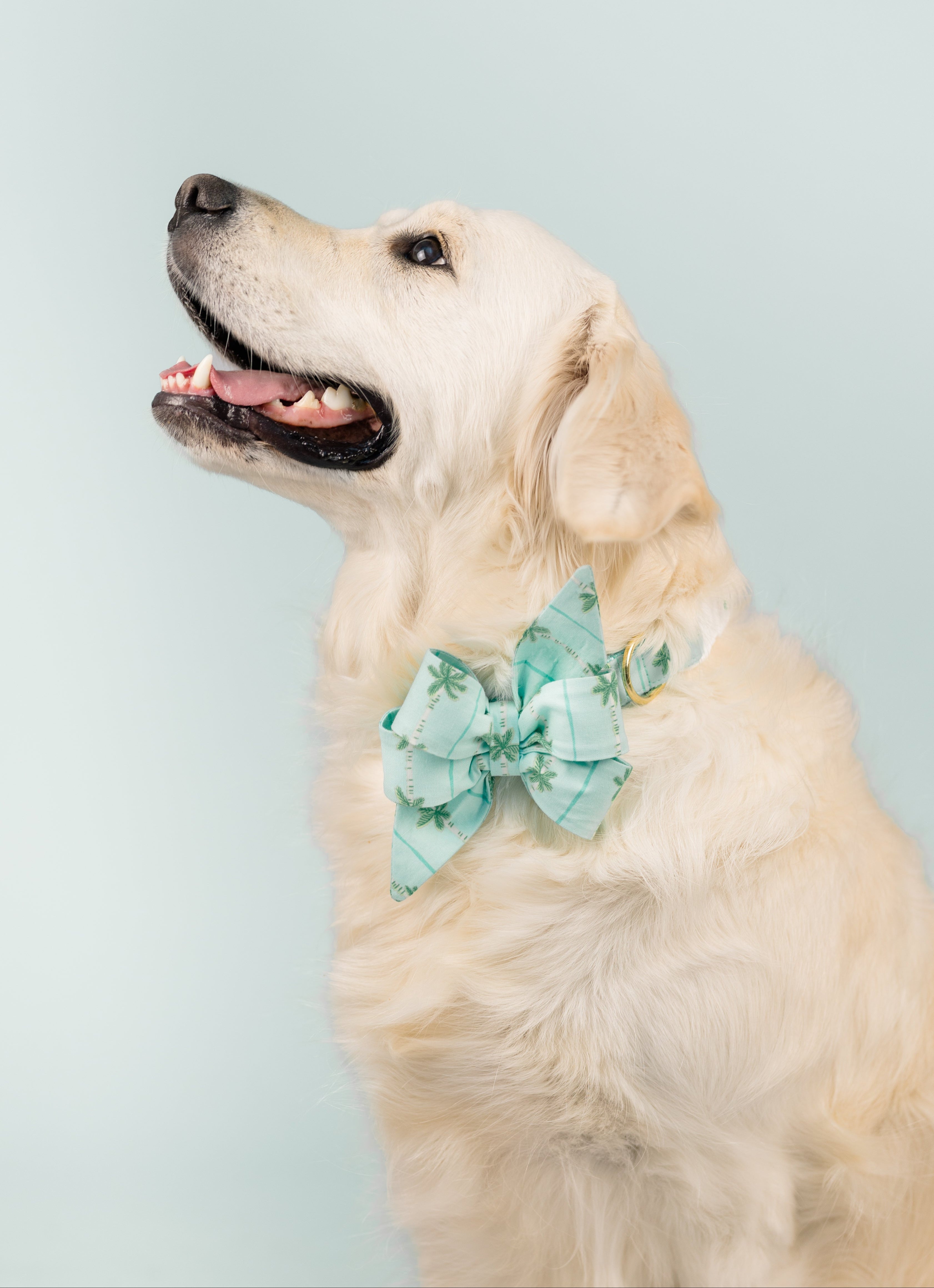 Side profile of a fluffy cream-colored dog smiling while wearing a tropical seafoam green bow tie, set against a soft blue backdrop.