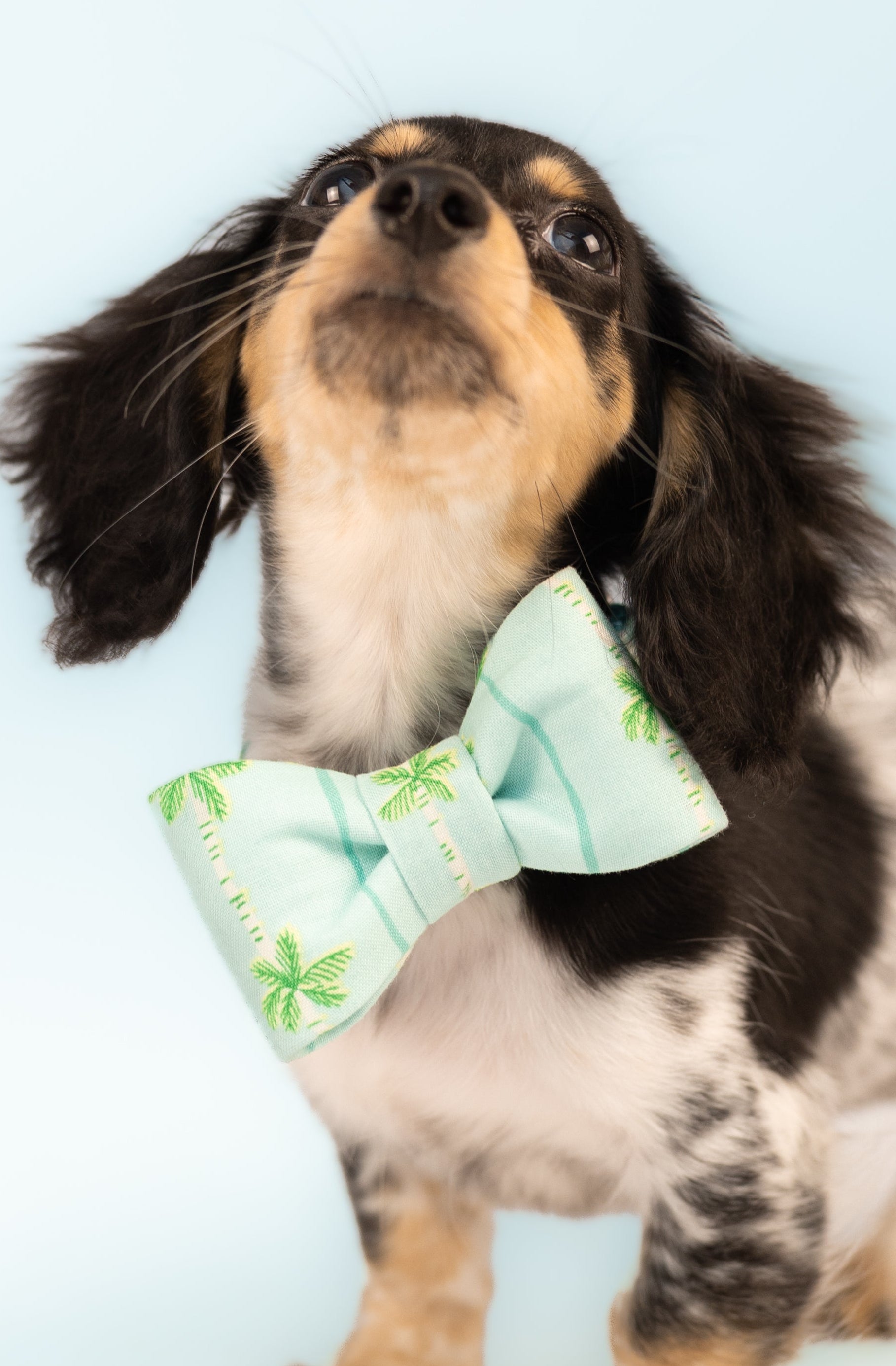A small black and tan dachshund with speckled fur poses confidently in a tropical seafoam green palm-print bow tie against a pale blue background.