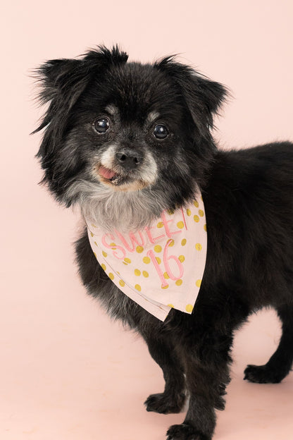 Small dog wearing a light pink handmade “Sweet 16” dog bandana with gold polka dots, crafted in Charleston, South Carolina.