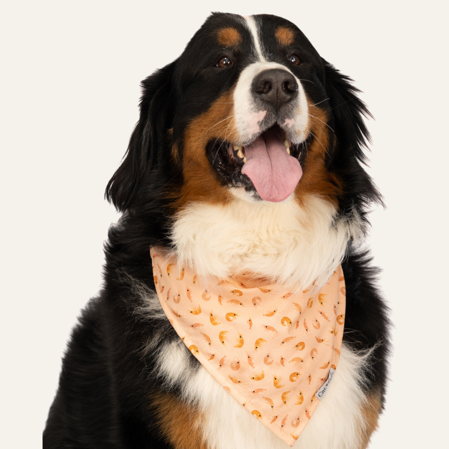 Bernese Mountain Dog wearing a shrimp pattern bandana, sitting against a neutral background with tongue out and happy expression