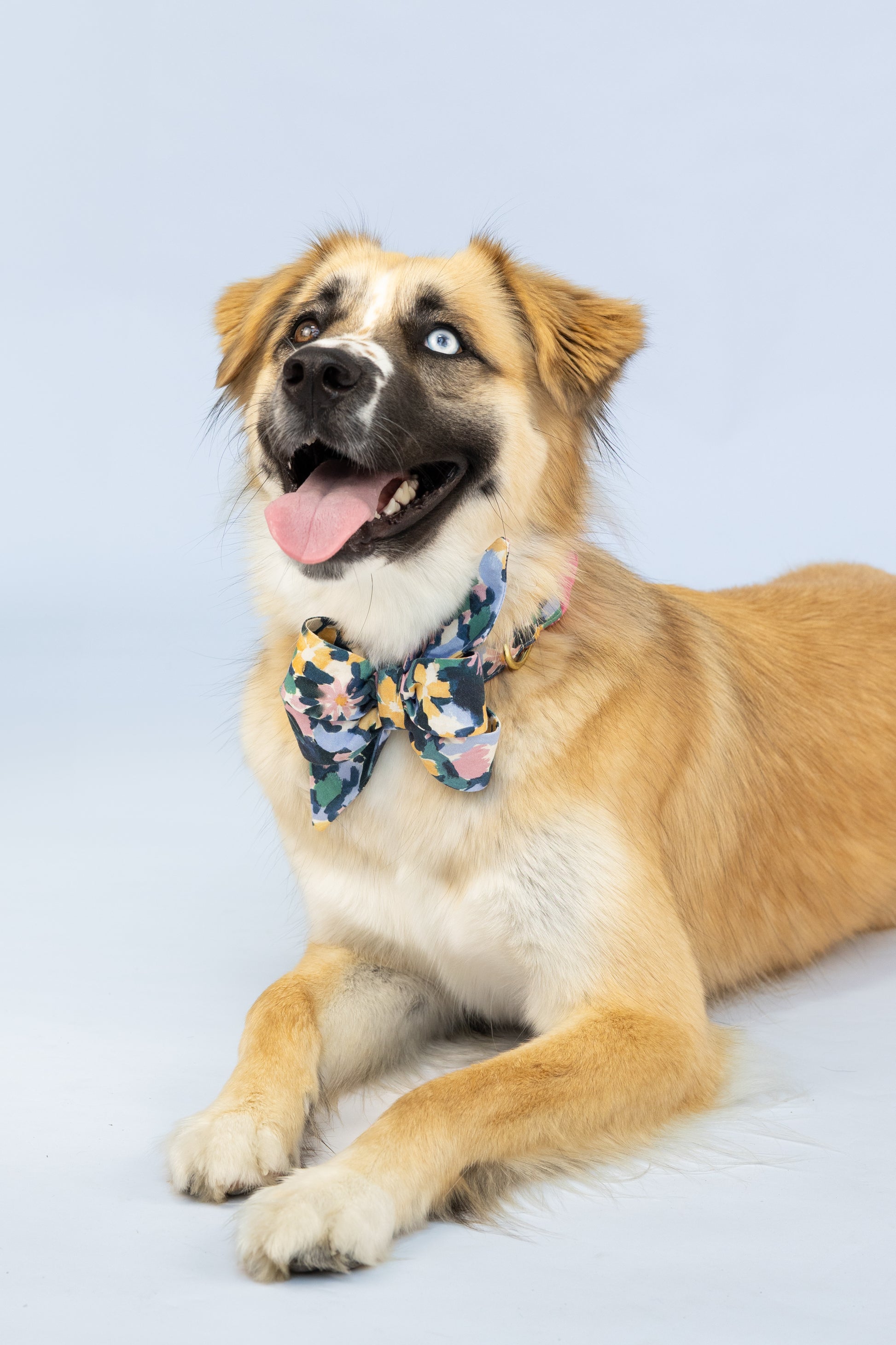 Floral dog bow tie featuring a colorful abstract flower pattern on dark fabric, modeled on a cheerful dog—an eye-catching accessory for warm-weather style.