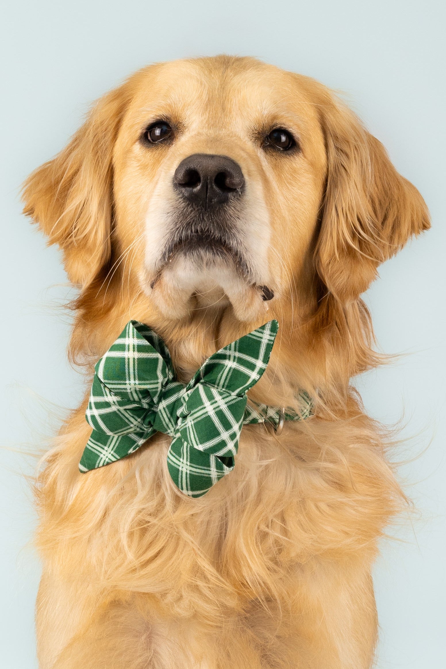 A dog models a statement belle bow collar made from green fabric with a light crisscross plaid. The oversized bow is securely fastened at the front and styled with a matching collar.