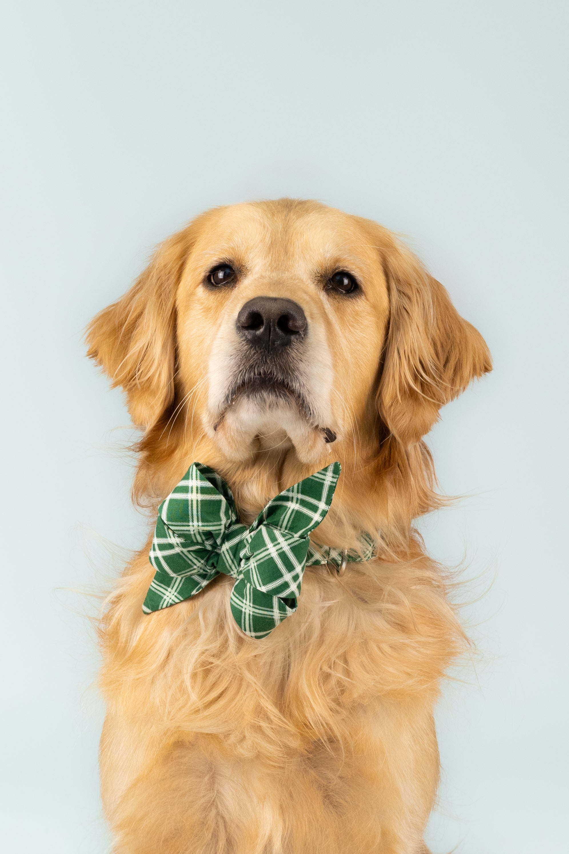 A dog models a statement belle bow collar made from green fabric with a light crisscross plaid. The oversized bow is securely fastened at the front and styled with a matching collar.