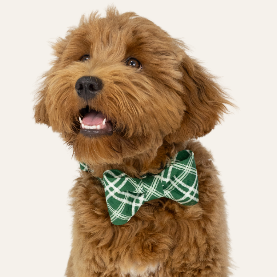 Fluffy dog with a wavy coat wears a green plaid bow tie, looking upward with a joyful expression.