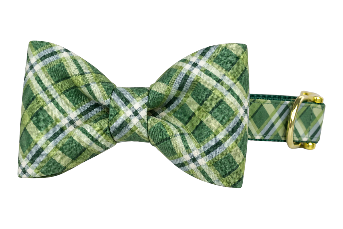 Classic dog collar featuring a Pinehurst Plaid fabric bow tie, a sage and dark green tartan with cream lines, attached to a matching Pinehurst Plaid collar with a nylon inner lining and gleaming gold hardware, including a D-ring and buckle.