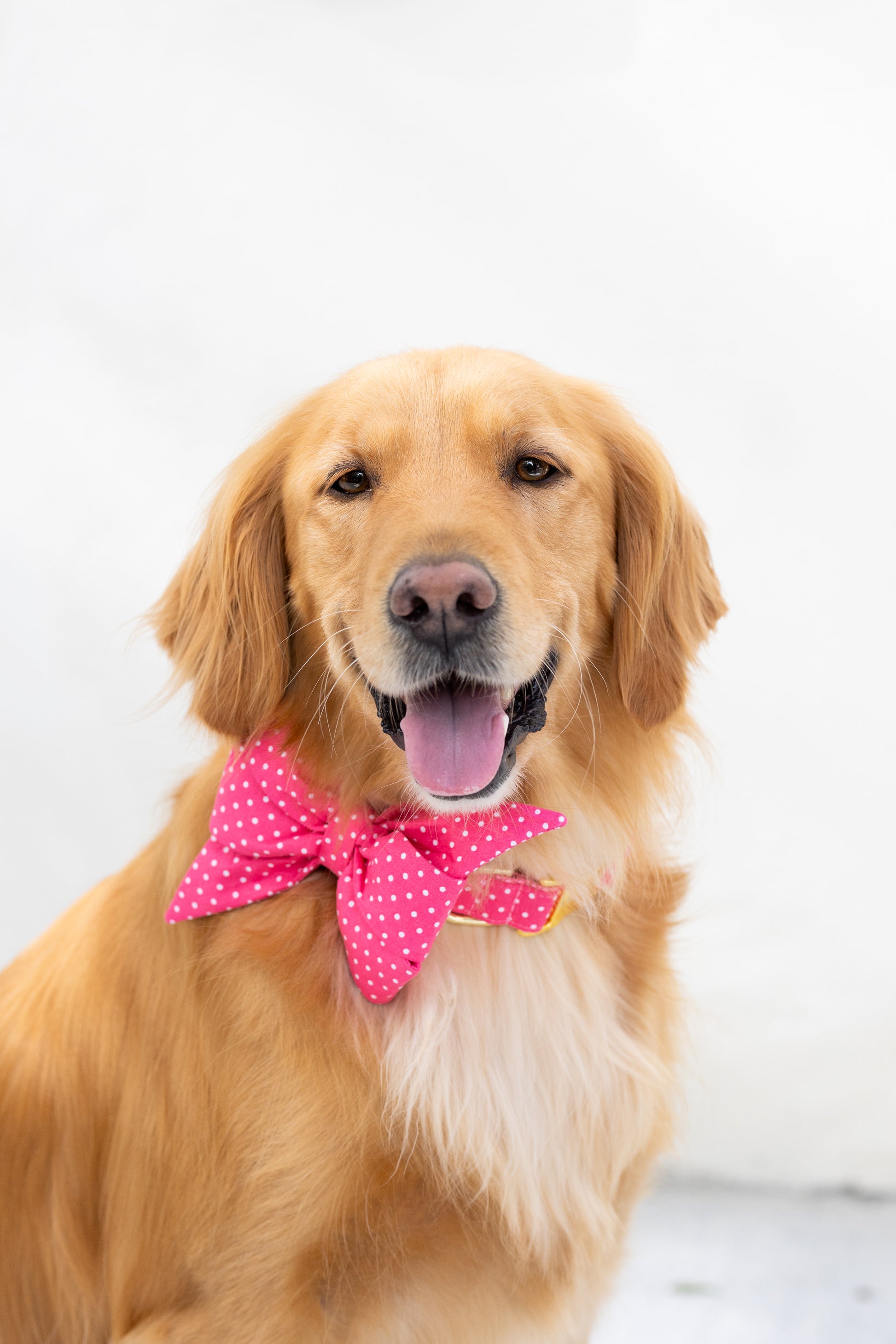 A golden retriever with a shiny coat and relaxed expression wears a bright pink polka dot belle bow and matching collar with gold hardware, sitting against a plain white background.