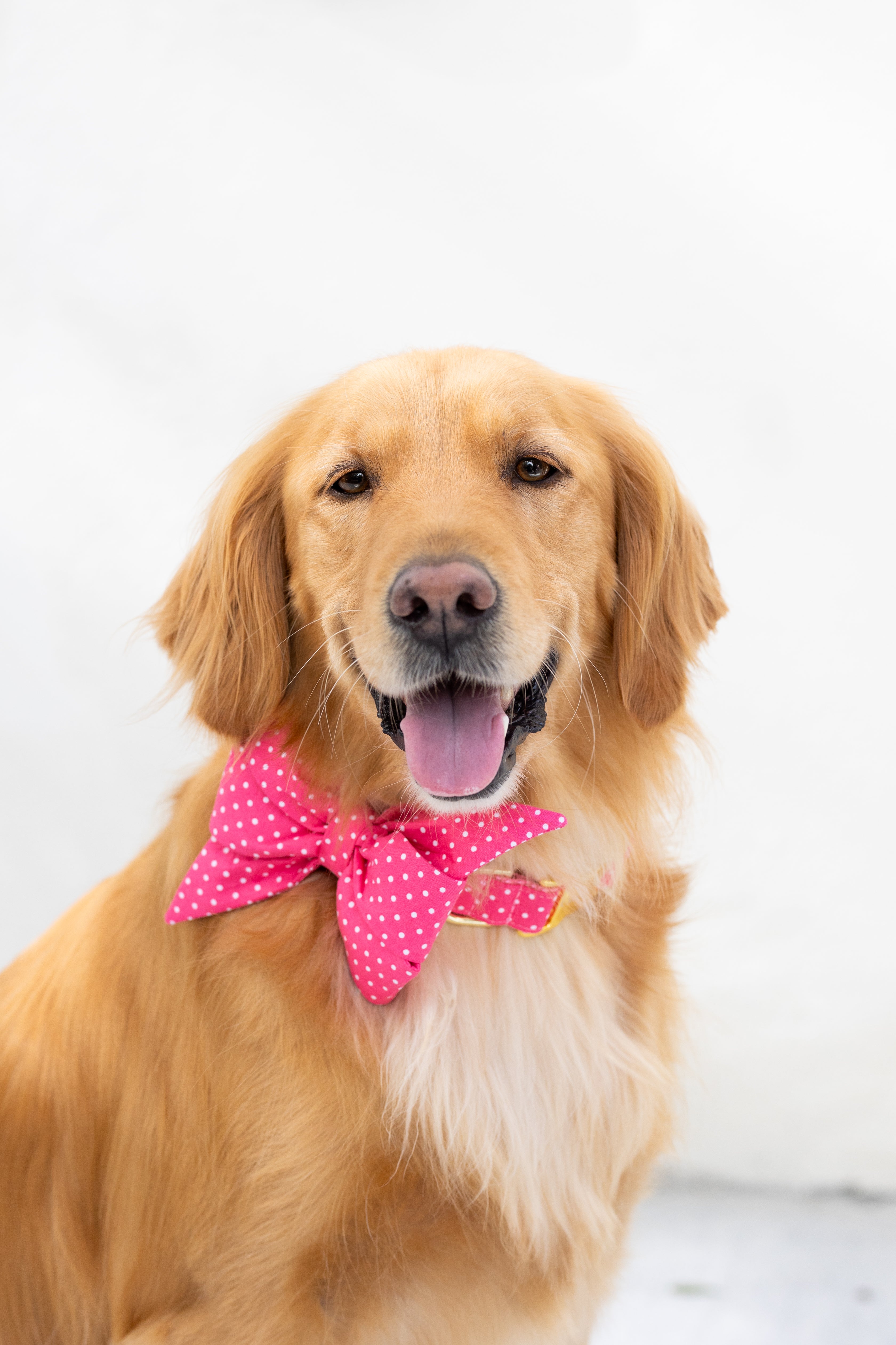 A golden retriever with a shiny coat and relaxed expression wears a bright pink polka dot belle bow and matching collar with gold hardware, sitting against a plain white background.