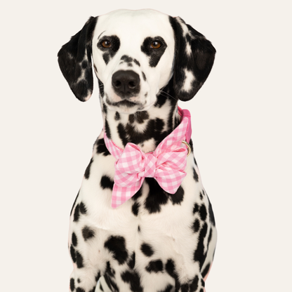 Dalmatian showing off a pink and white picnic plaid belle bow and matching collar set.