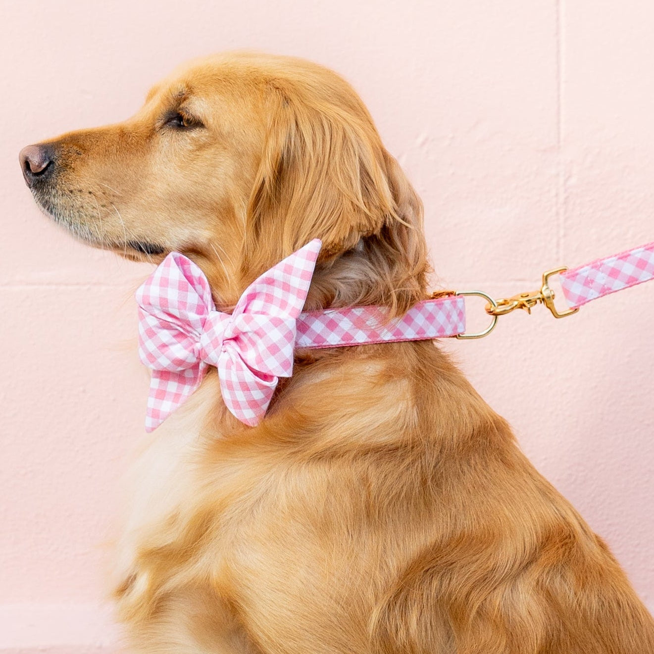 Dog sitting sideways with a large pink plaid belle bow collar set and coordinated leash.
