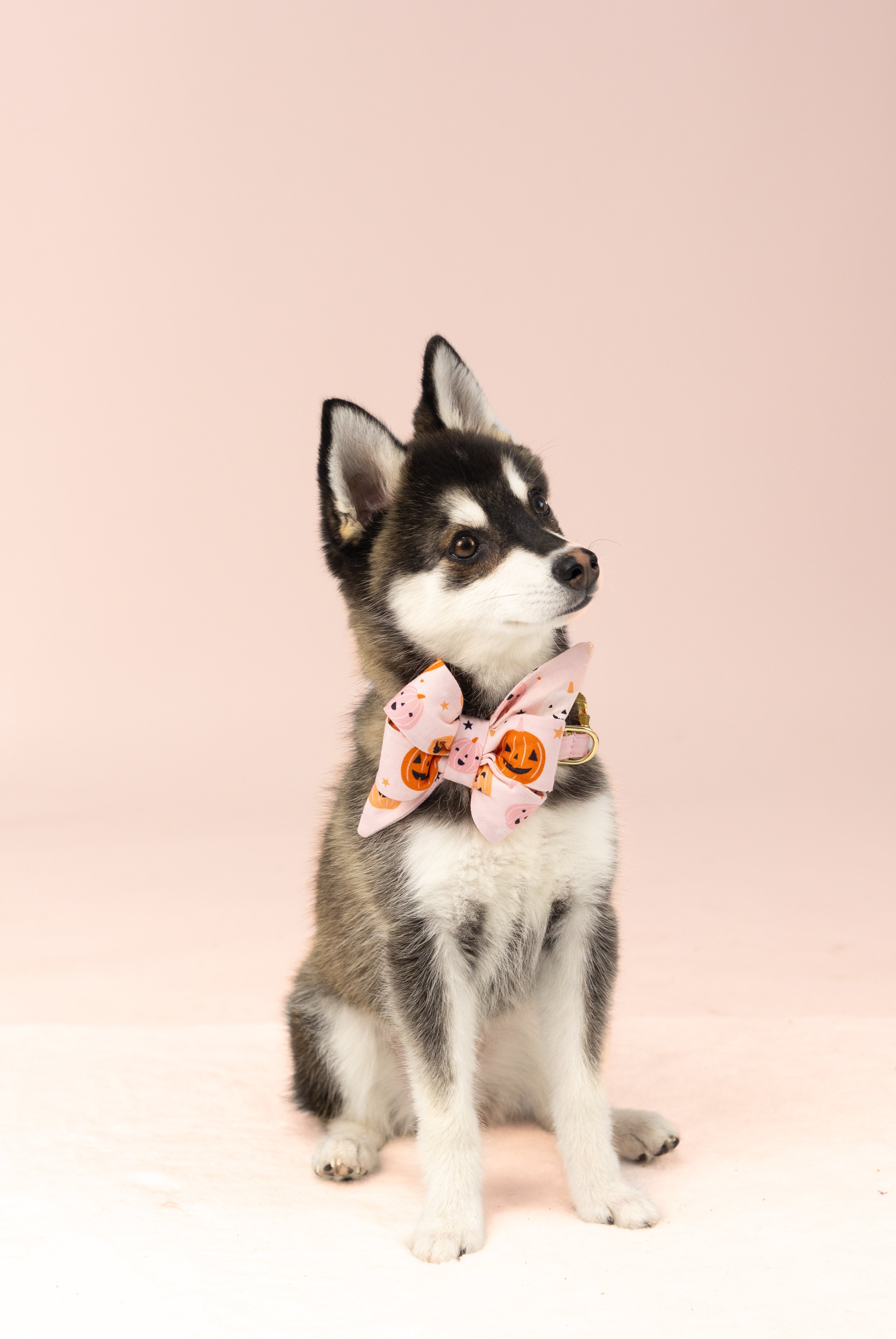 A young dog with upright ears and a soft coat poses, dressed in a pastel pink belle bow dog collar set with Halloween motifs including jack-o'-lanterns and stars. The belle bow is large and festive for Fall.