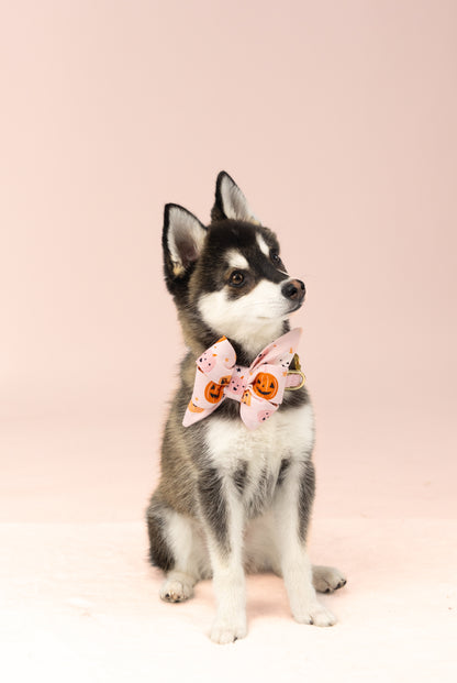 A young dog with upright ears and a soft coat poses, dressed in a pastel pink belle bow dog collar set with Halloween motifs including jack-o'-lanterns and stars. The belle bow is large and festive for Fall.