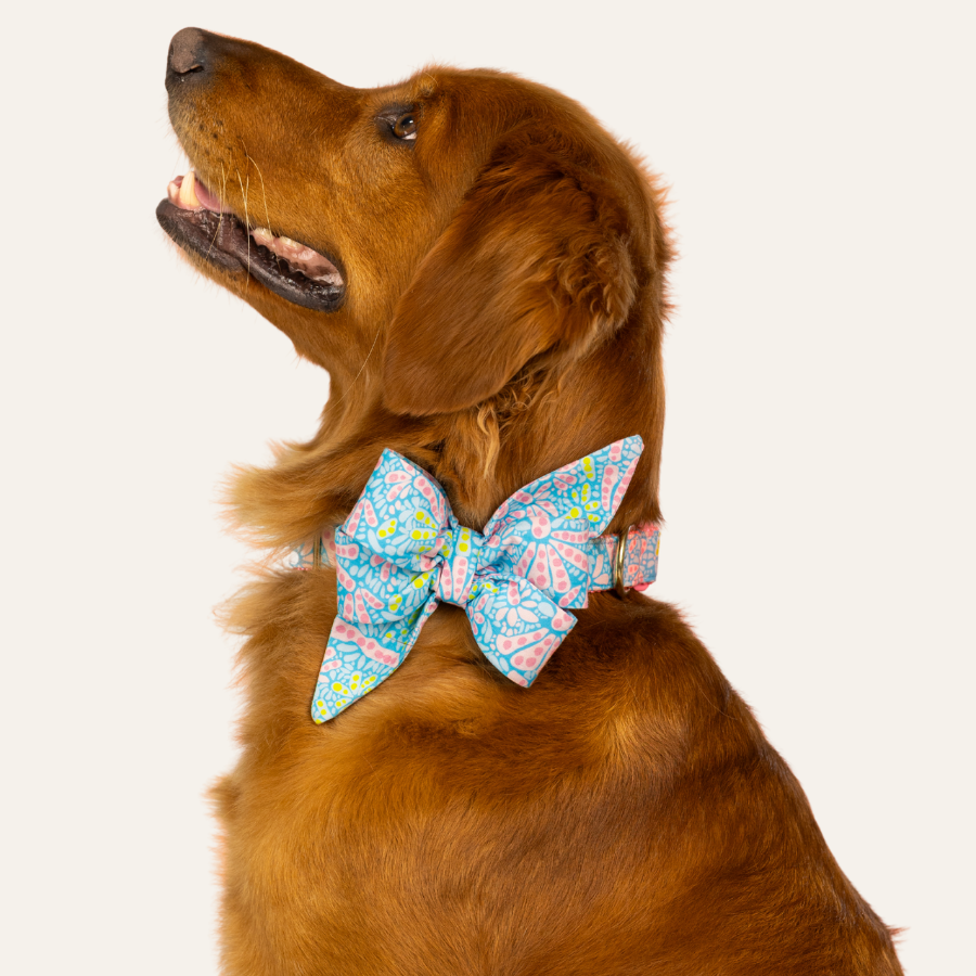 Golden dog looking upward while wearing a vibrant blue bow tie decorated with pink flowers and abstract playful floral details.
