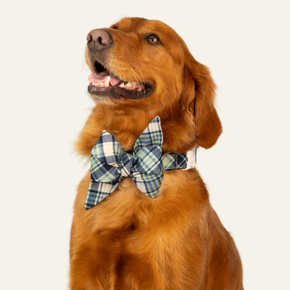 Golden retriever with a cheerful expression wearing a classic blue and green plaid bow tie against a light background.