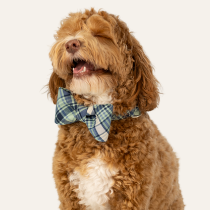 Curly dog sitting against a light background, wearing a blue and green plaid bow tie and matching collar with its eyes closed and mouth slightly open in a smile.