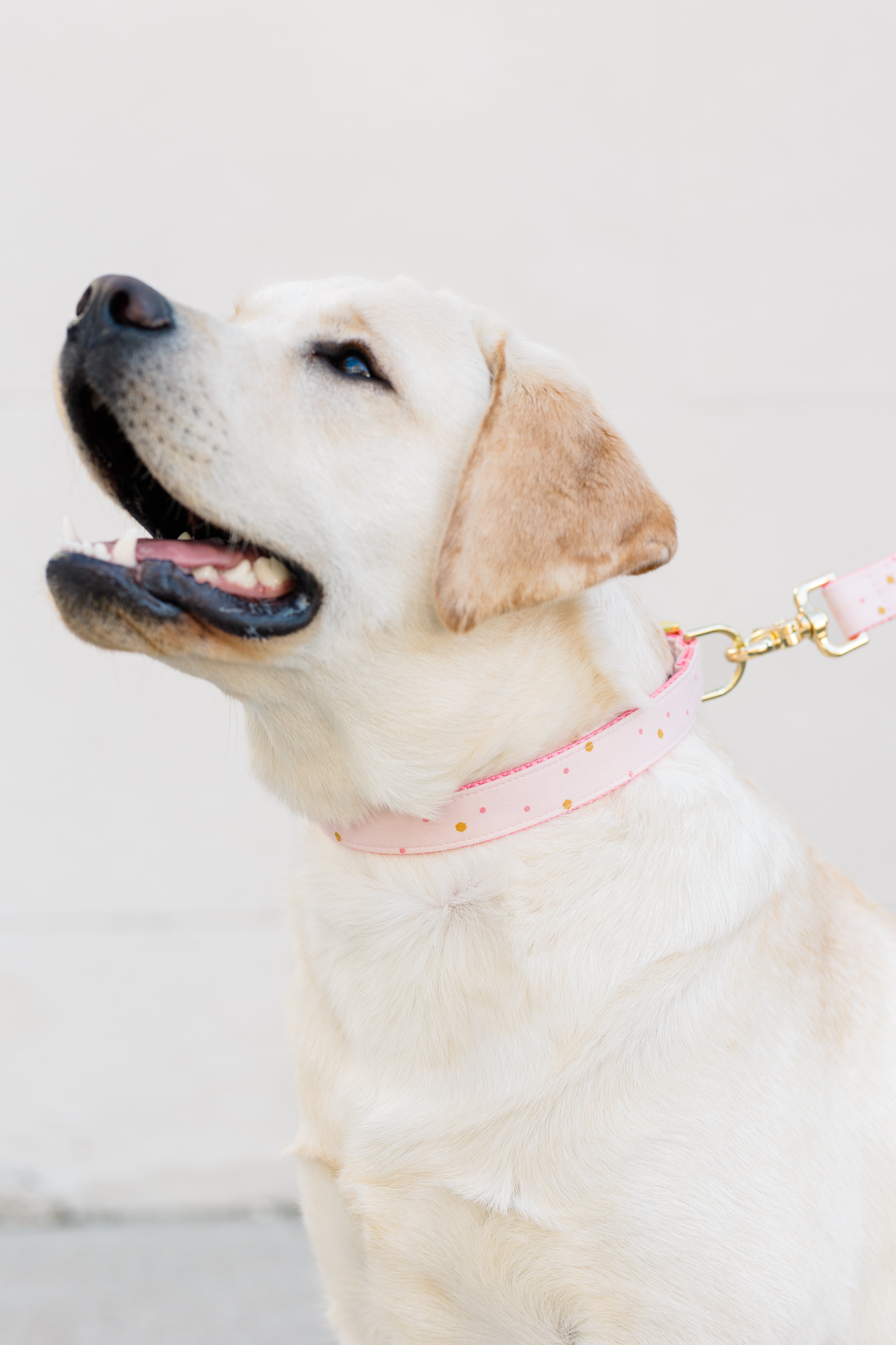 Close-up of a light-colored Labrador in a soft pink and metallic polka dot collar and leash set, smiling against a light background.