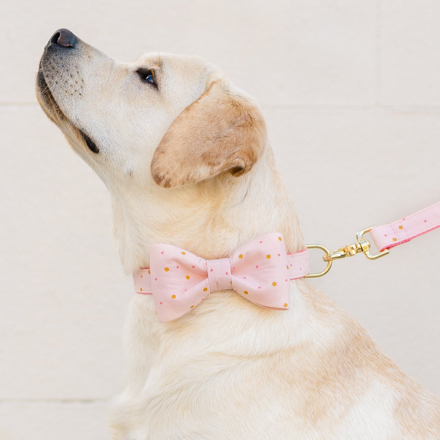 A light Labrador Retriever sits in profile, wearing a pale pink bow tie collar set with gold polka dots and a matching leash.