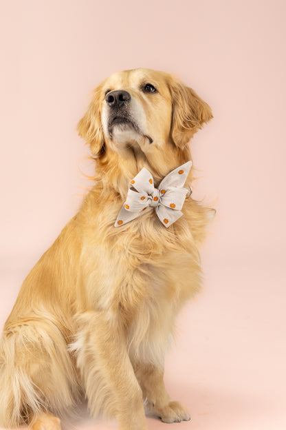 A fluffy dog models a neutral-toned belle bow collar set featuring tiny orange pumpkins scattered across the fabric. The large bow is tied at the front and paired with a matching fabric collar for a cohesive fall accessory.