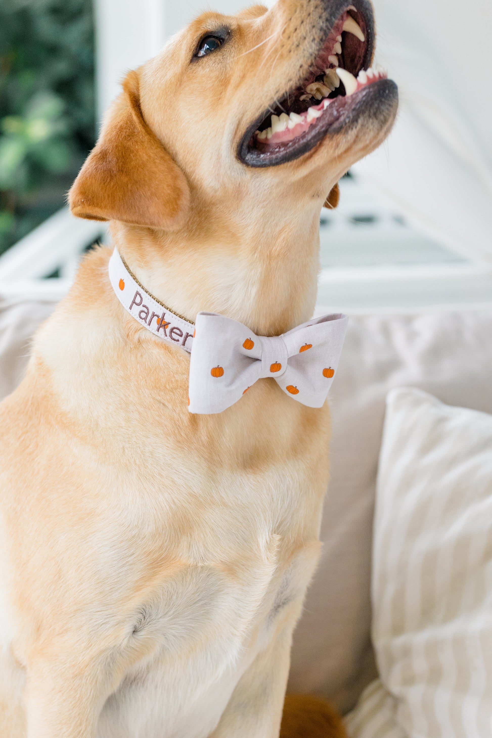 Close-up of a smiling Labrador wearing a tan-colored collar with an orange pumpkin print and a coordinating bow tie. The collar is customized with the embroidered name “Parker.” 
