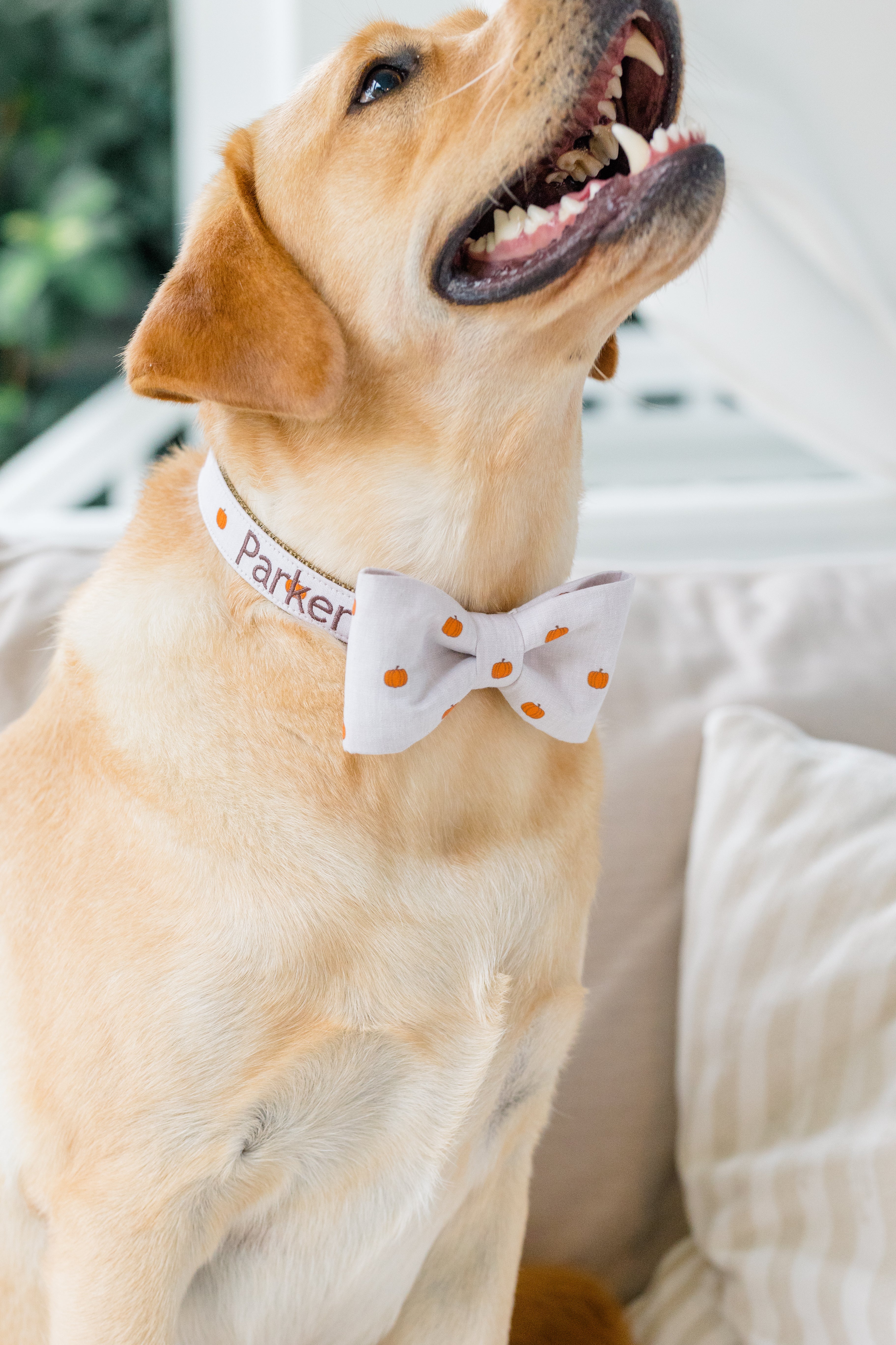 Close-up of a smiling Labrador wearing a tan-colored collar with an orange pumpkin print and a coordinating bow tie. The collar is customized with the embroidered name “Parker.” 