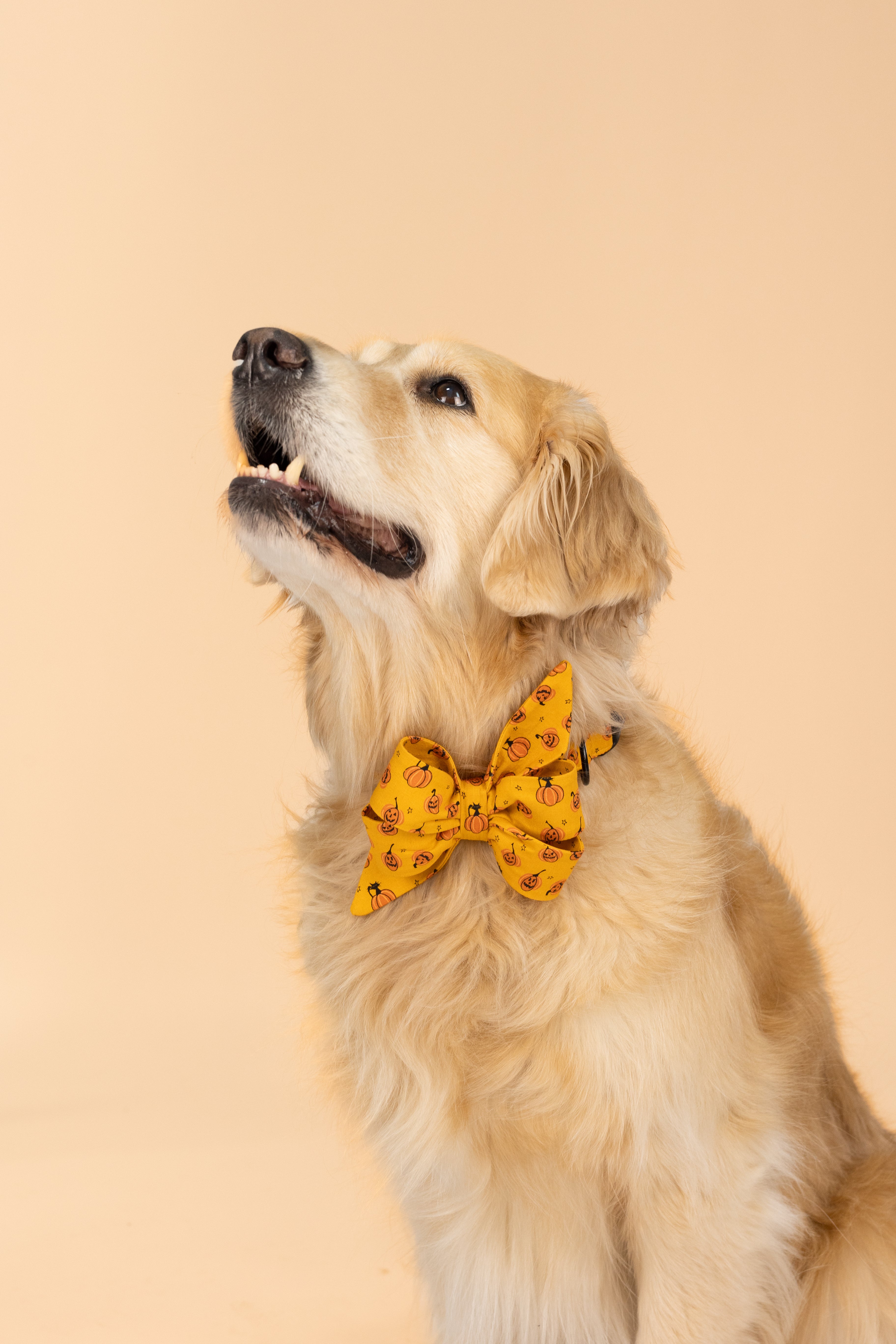 Retriever wearing a Halloween-themed belle bow dog collar set with an orange background and a playful print of jack-o’-lantern faces—perfect for spooky season style with a cheerful twist.