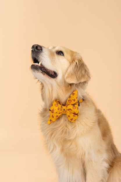 Retriever wearing a Halloween-themed belle bow dog collar set with an orange background and a playful print of jack-o’-lantern faces—perfect for spooky season style with a cheerful twist.