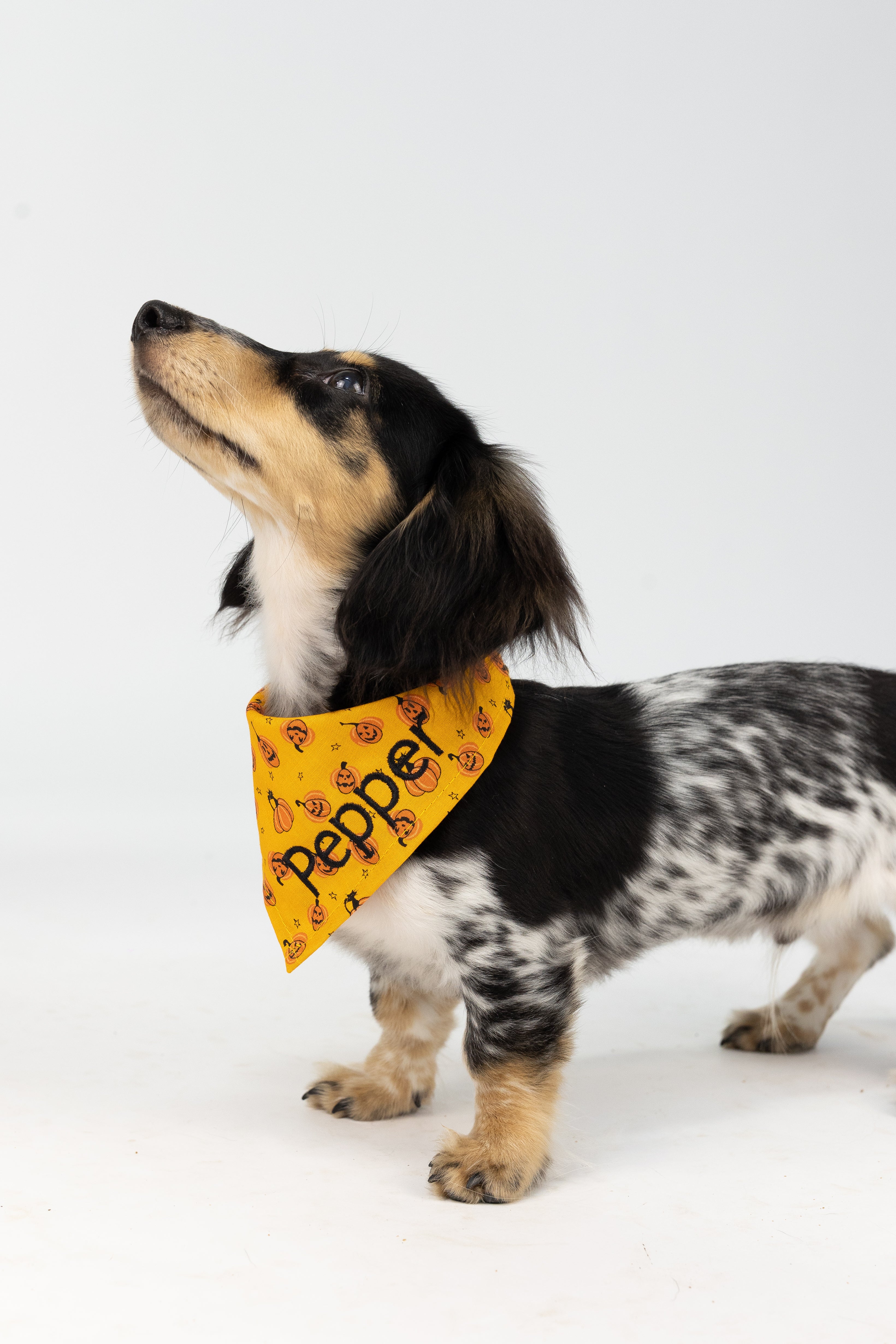 Personalized Halloween-themed dog bandana in vivid orange with pumpkin illustrations and the name "Pepper" stitched in bold lettering—ideal for costume-free seasonal flair. 