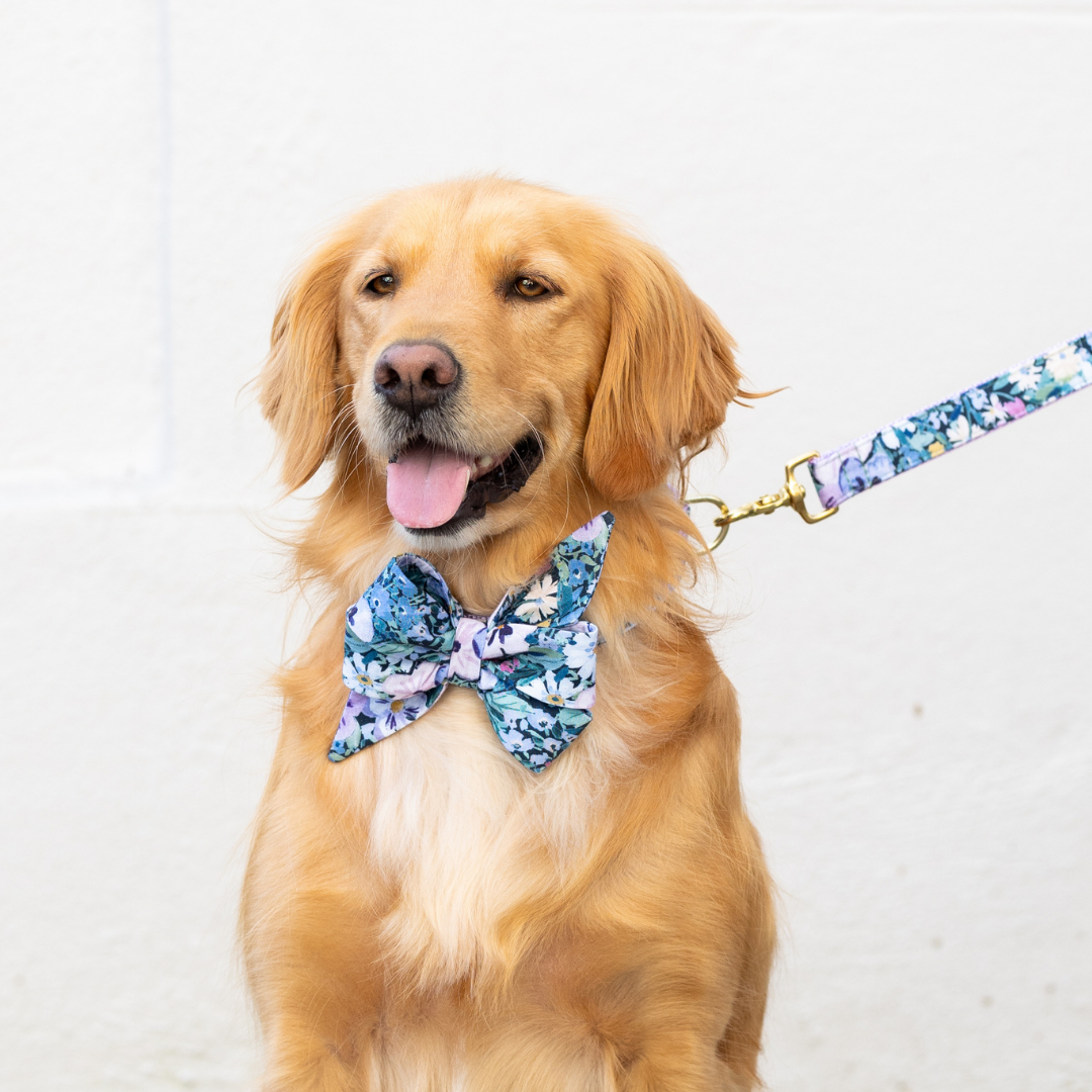 Retriever posing in a coordinated dog accessory set, including a bold floral belle bow dog collar and leash in soft purple tones. The matching leash is attached to a clasp on the collar, and the dog is sitting against a plain white background.