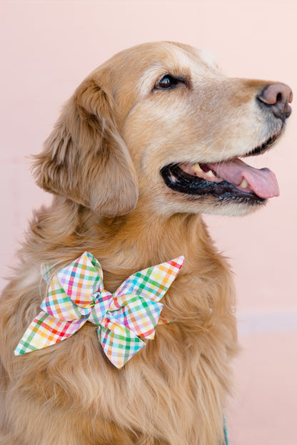 Profile portrait of a retriever against a light background, featuring a playful plaid belle bow collar set  in bright rainbow tones.