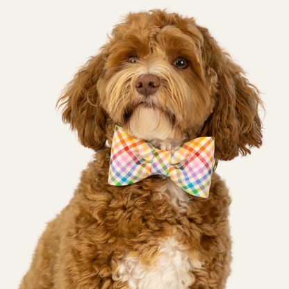 Portrait of a fluffy dog with a curly coat  wearing a rainbow plaid bow tie with matching collar.