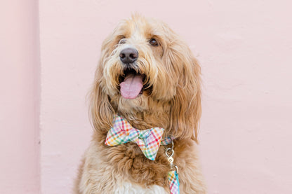 A fluffy, light brown dog with long wavy fur sits against a pale pink wall, wearing a colorful plaid bow tie and matching leash. The dog’s mouth is open with its tongue out, giving a cheerful expression.