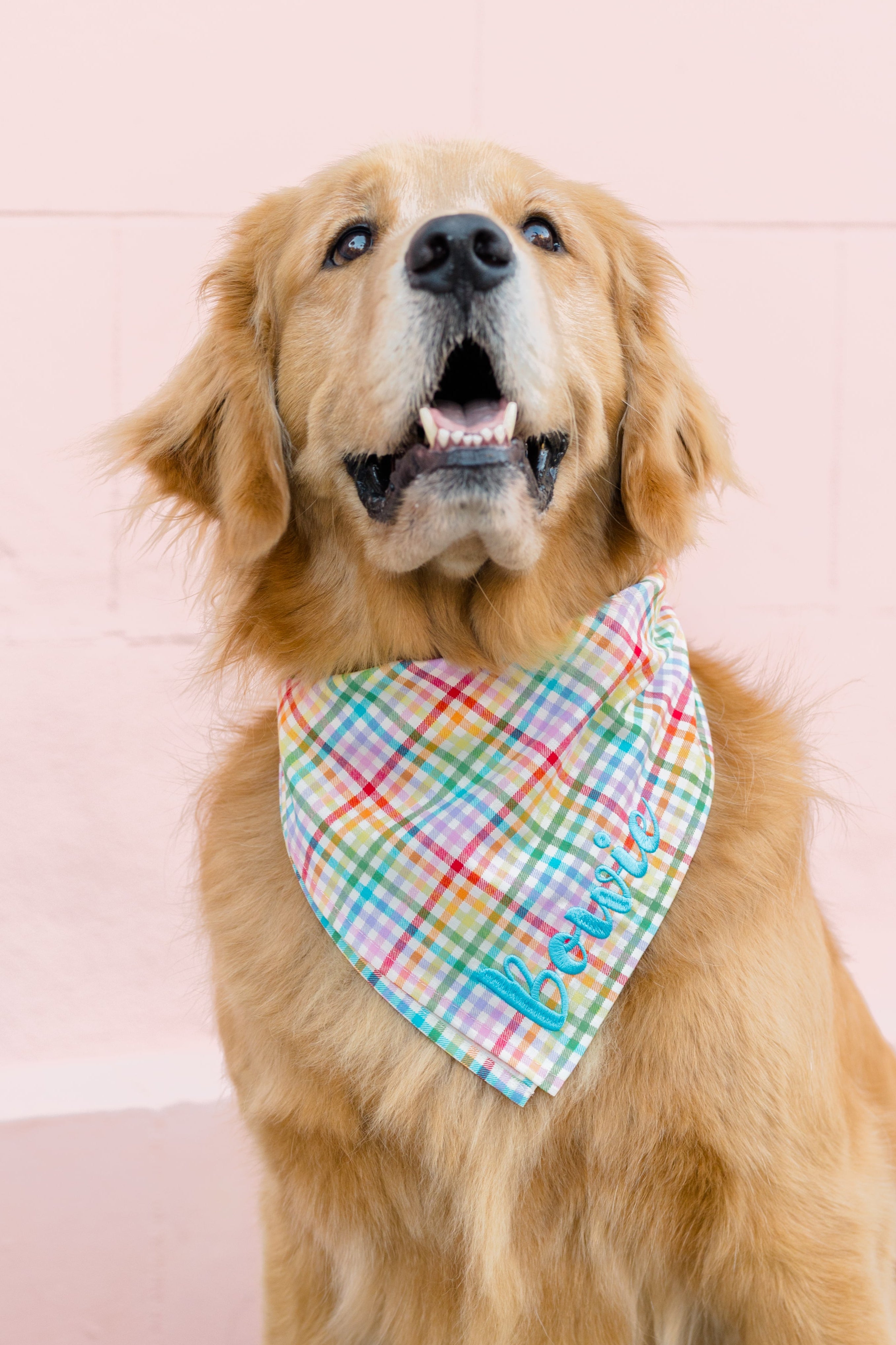 Close-up of a happy Retriever in a bright multicolored plaid bandana with the name “Bowie” stitched in blue thread.