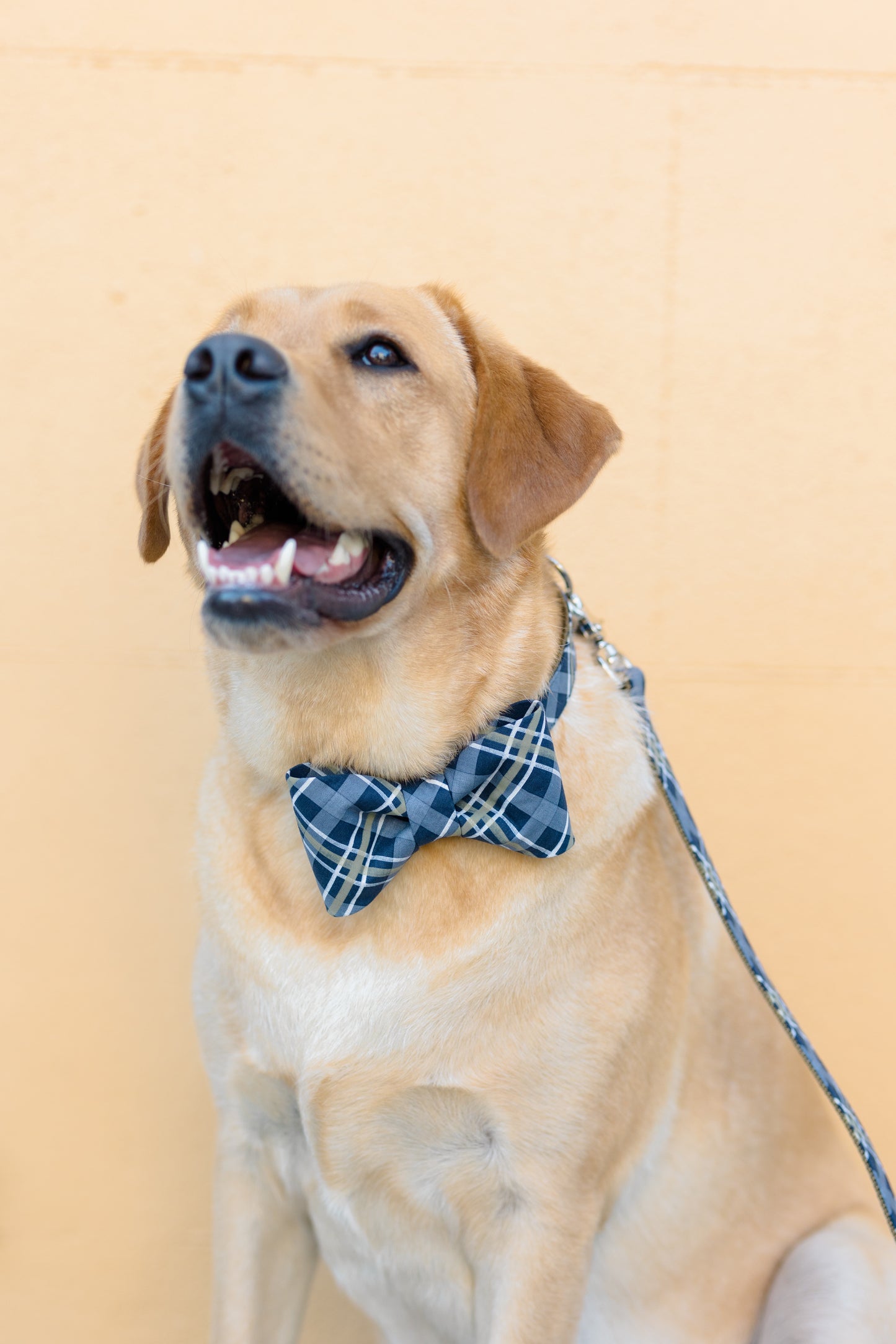 Happy Labrador dressed in a stylish navy blue plaid bow tie dog collar with coordinating leash. 