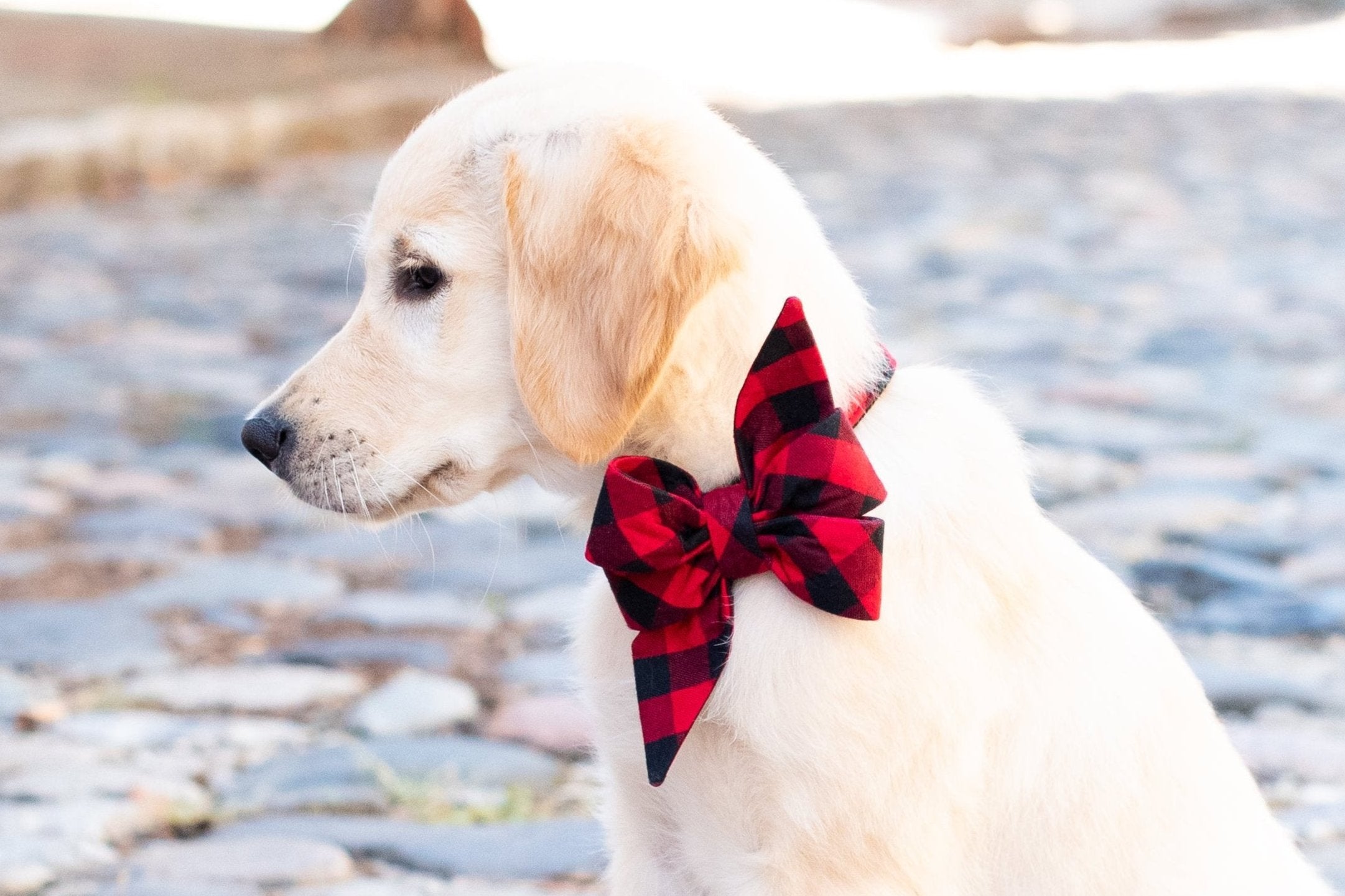 This adorable pup brings major lumberjack vibes in a bold buffalo check bow collar, posing against a cobbled street for the ultimate mix of rugged and refined.