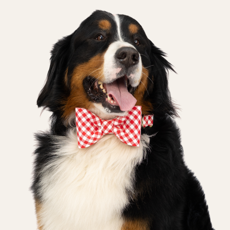 Large black, white, and brown dog looking slightly to the side with its tongue out, wearing a red and white picnic plaid bow tie against a plain background.