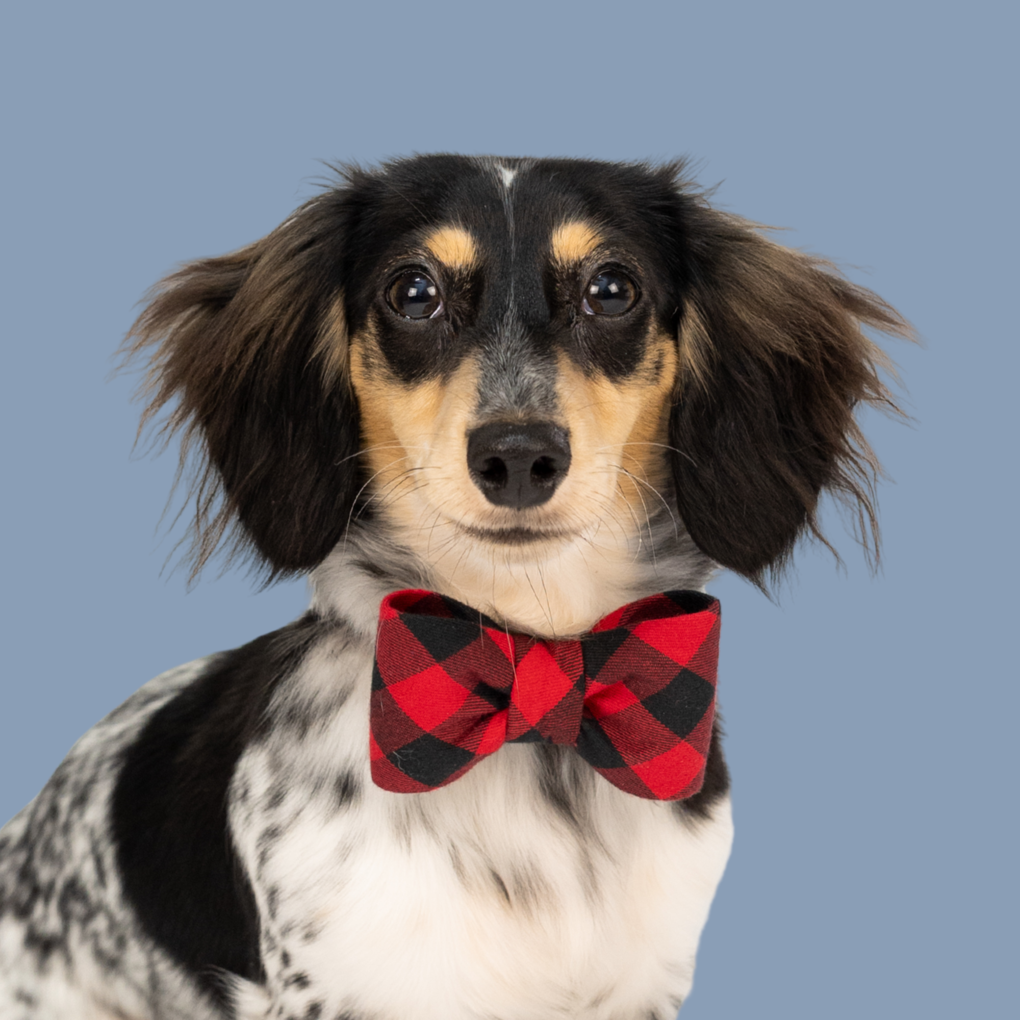 Adorable dog wearing a red and black buffalo plaid bow tie dog collar set.