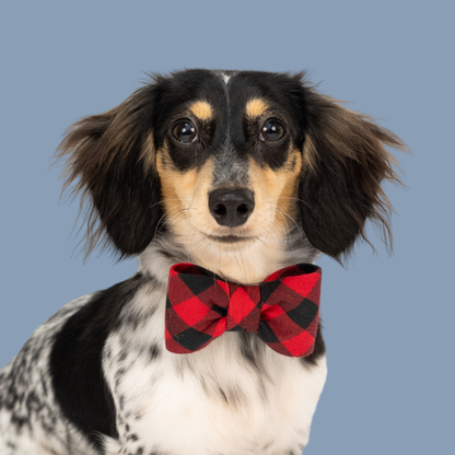 Adorable dog wearing a red and black buffalo plaid bow tie dog collar set.