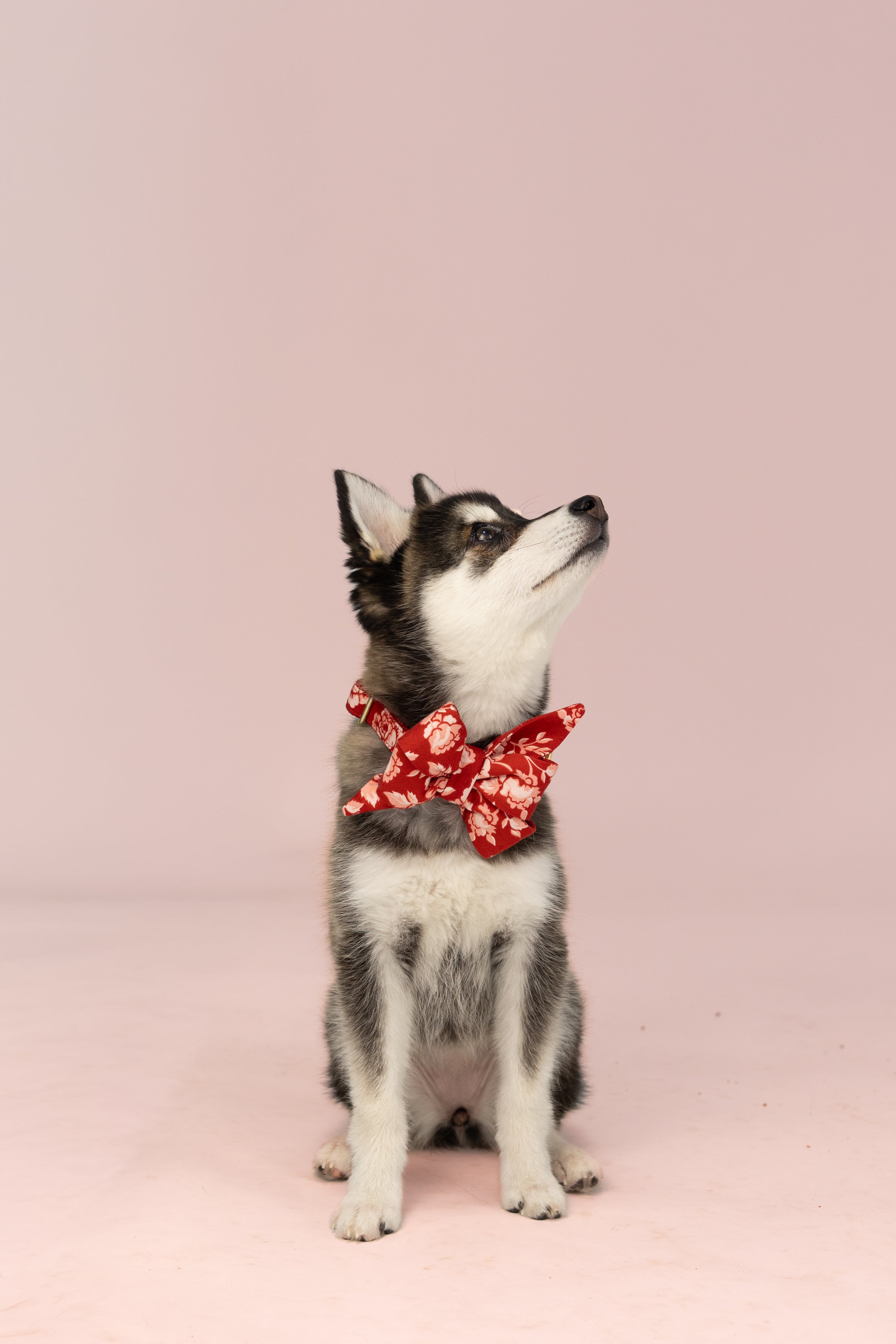 A puppy wears an oversized red belle bow collar set featuring a soft floral print. The structured bow is centered on a matching fabric collar with a metal ring detail, creating a polished, statement look.