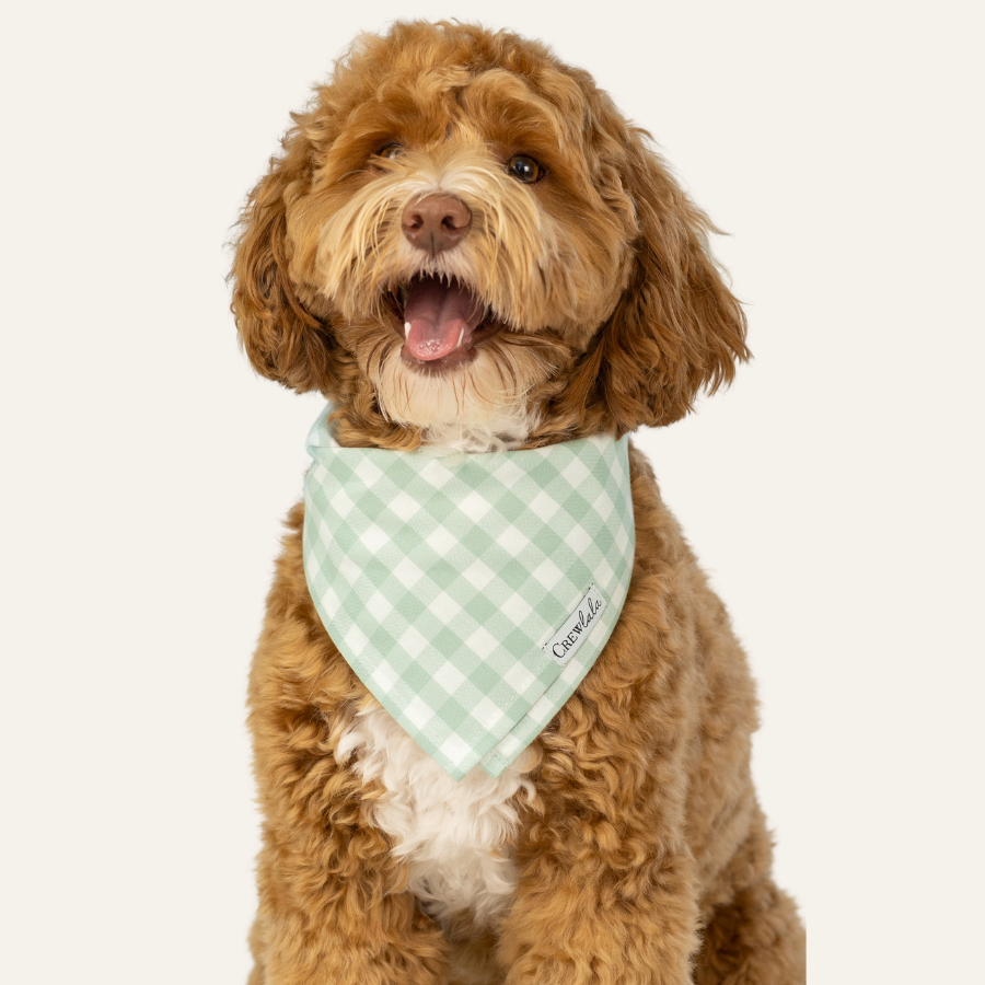 Happy curly-haired dog with its mouth open, wearing a sage green check bandana against a plain background.