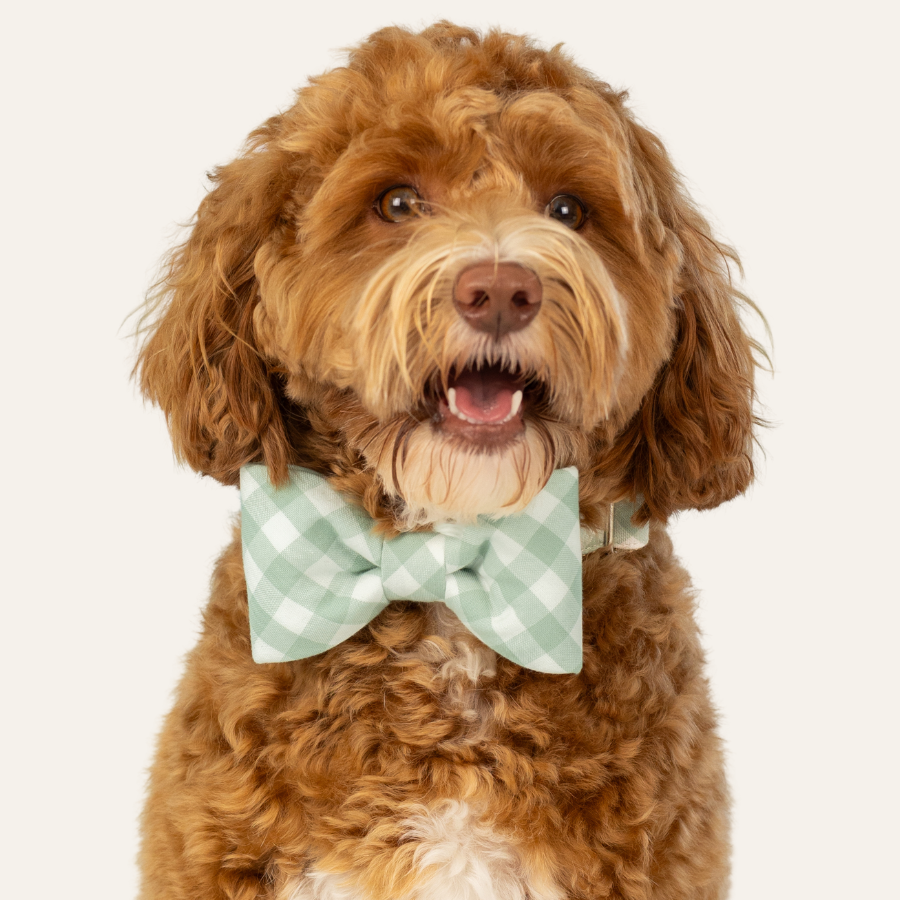 Curly dog sitting against a light background, wearing a sage green check bow tie with matching collar and looking forward with its mouth open.