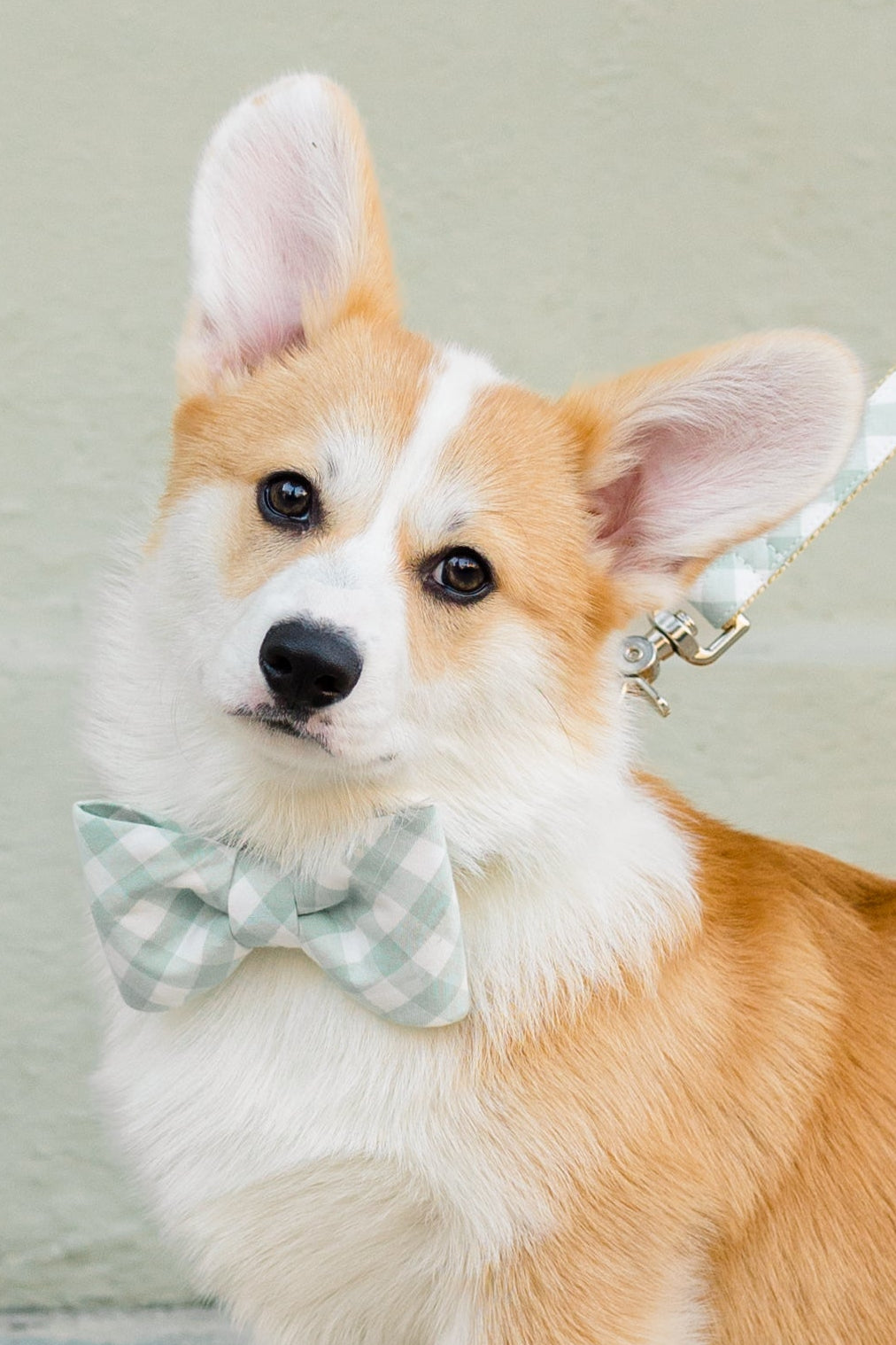 Corgi puppy sitting and wearing a sage green check bow tie dog collar set with a matching leash, against a light green wall.