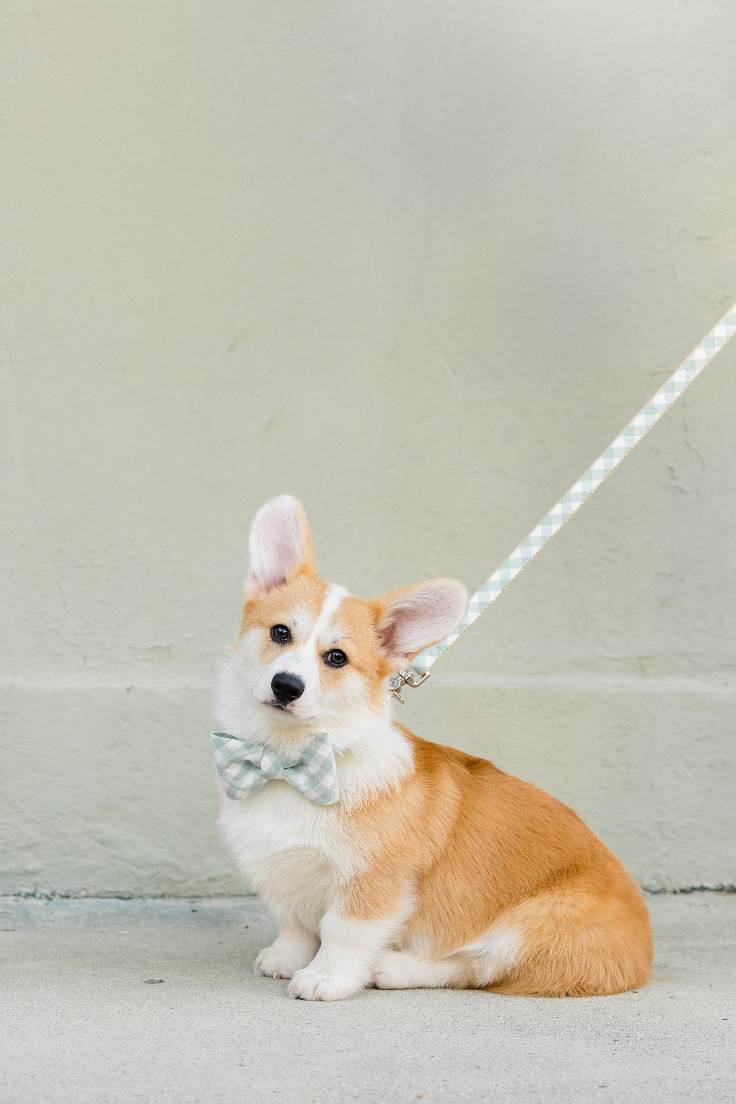 Corgi puppy sitting and wearing a sage green check bow tie dog collar set with a matching leash, against a light green wall.