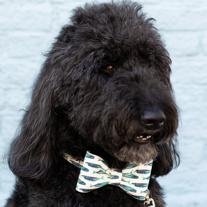 Curly-coated black dog wearing a bow tie dog collar with a repeating fish pattern in shades of teal and navy on a white background. The dog is facing slightly to the side, with a soft blue brick wall in the background.