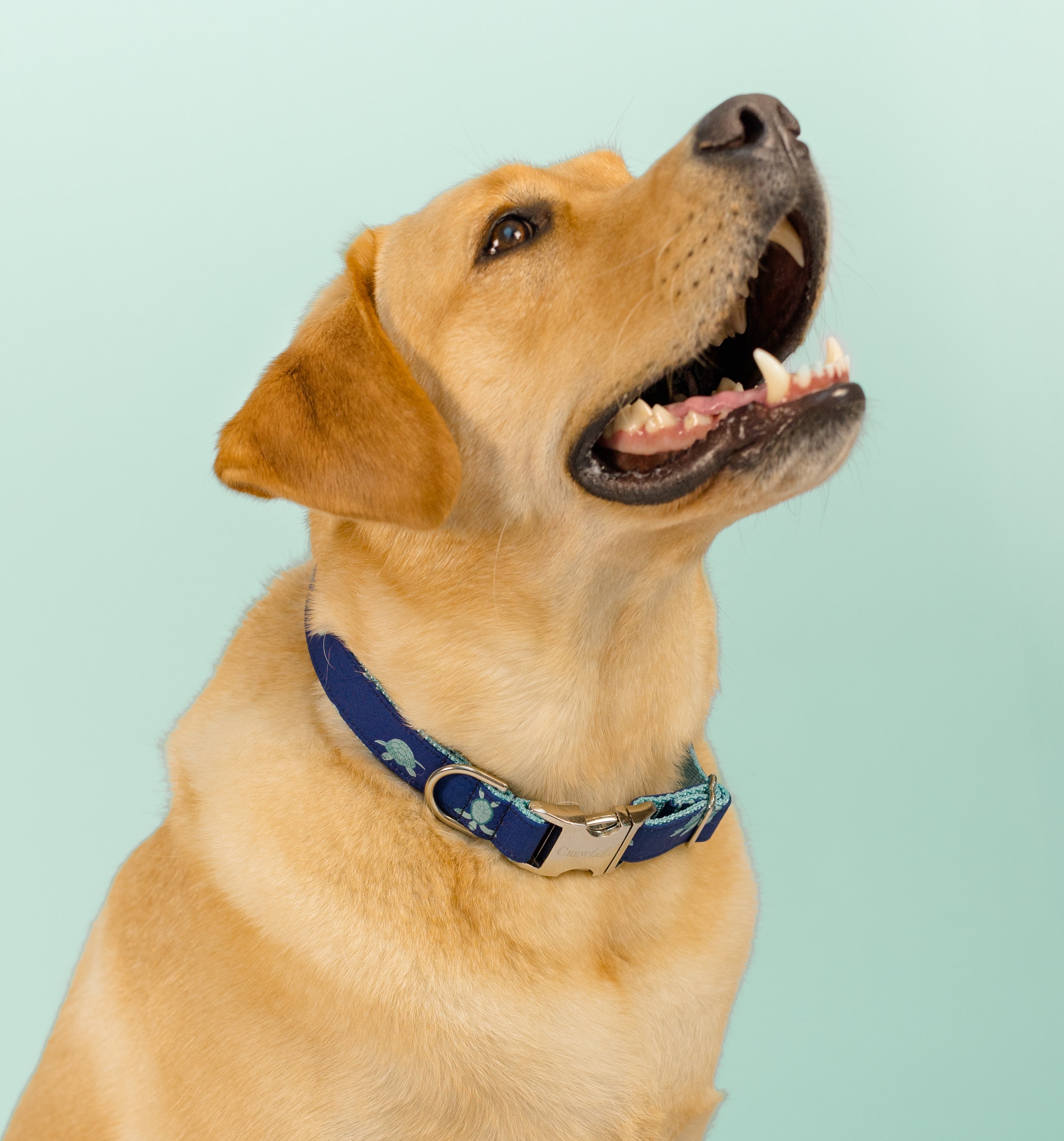 Close-up of a happy yellow Labrador facing upward with a smile, wearing a dark blue collar featuring a pattern of turquoise turtles. The background is a soft seafoam green, highlighting the dog’s short, golden fur and the vibrant, ocean-inspired accessory.