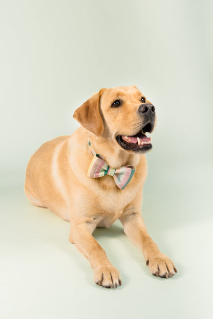 A tan Labrador retriever lies comfortably on a soft green background, looking up with a cheerful expression. The dog wears a pastel-striped bow tie in muted tones of pink, sage green, and cream, creating a charming and sophisticated visual contrast against its smooth, golden coat.