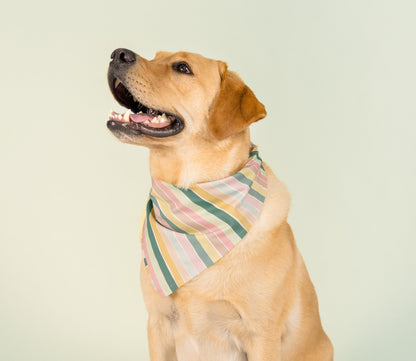 Smiling golden Labrador sitting upright in a studio setting with a mint green backdrop. The dog sports a pastel-striped bandana with alternating vertical bands in pink, sage green, and buttery yellow. Its ears are perked, and it gazes upward with a joyful look.