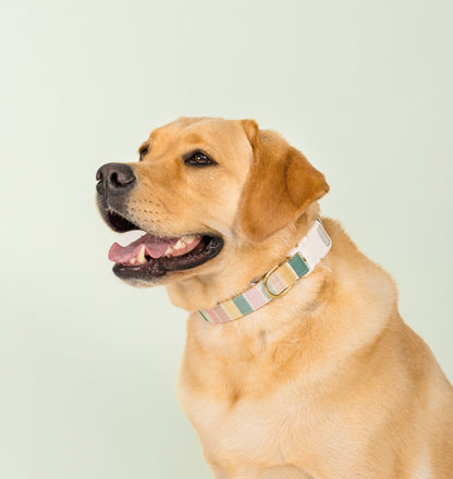 Light brown Labrador retriever sitting on a studio floor with a soft green backdrop. The dog appears happy, with its mouth open and tongue visible, wearing a stylish collar in pastel tones of pink, green, white, and beige. One hind leg stretches to the side, giving a casual, natural pose.
