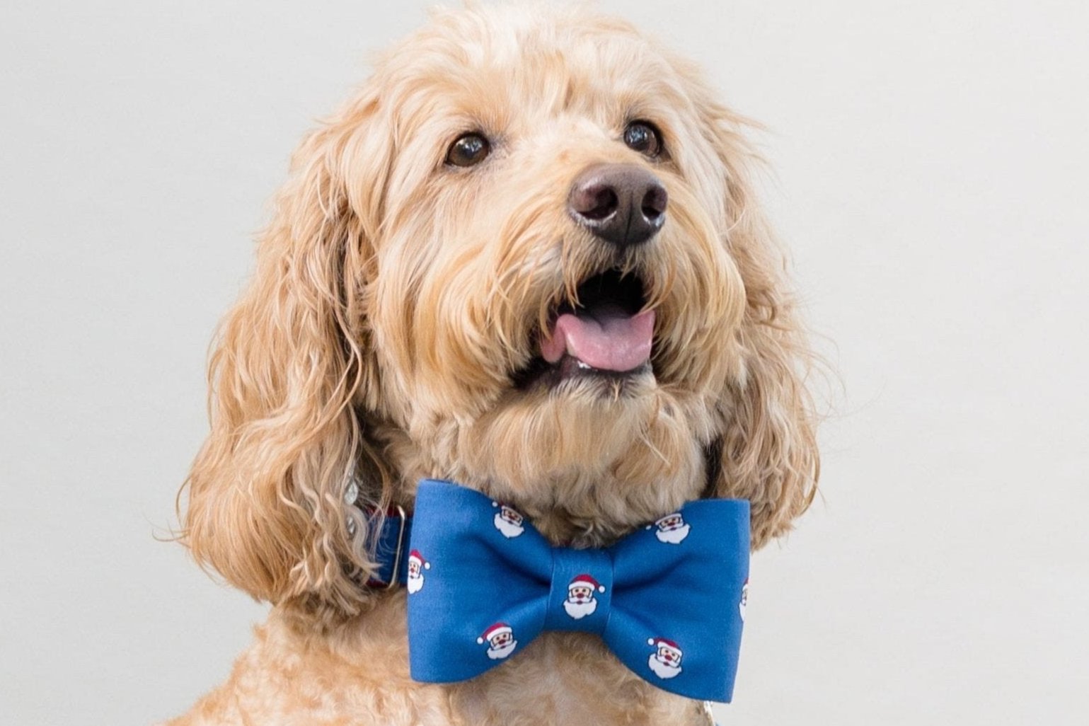 A curly-haired dog poses in a bright blue holiday bow tie dog collar set featuring jolly Santa—spreading Christmas cheer with every wag.