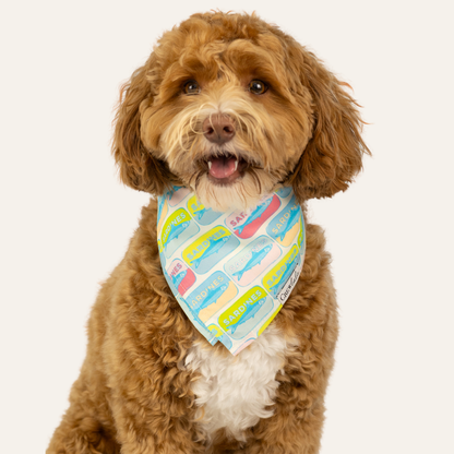 Happy curly-haired dog with its mouth slightly open, wearing a bright bandana patterned with colorful sardine cans.