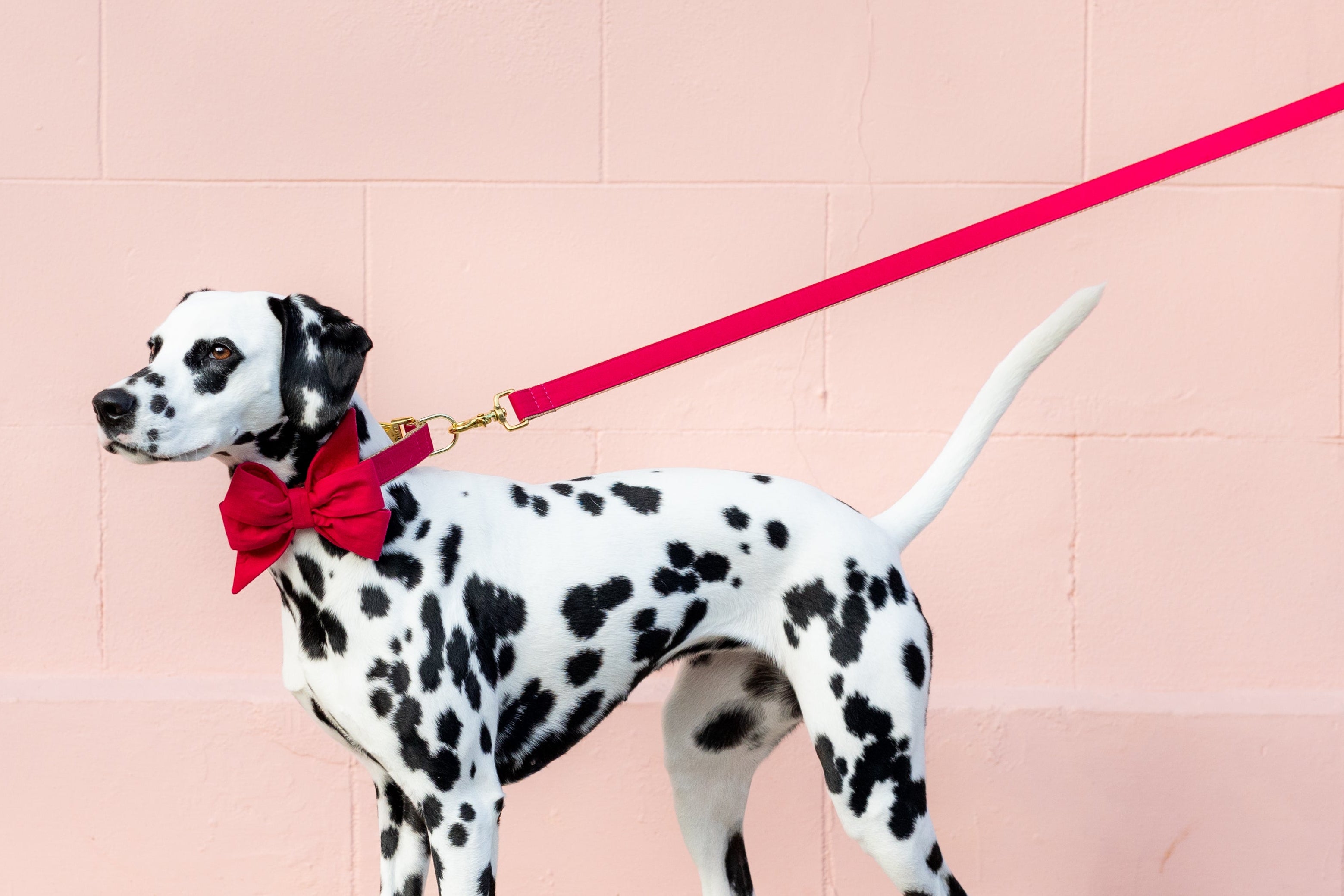 Stylish Dalmatian in a scarlet red belle bow collar set and matching leash, posed confidently.